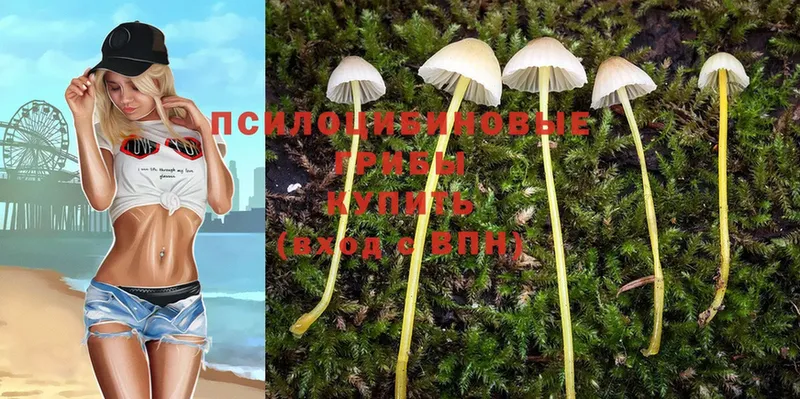 MEGA ссылка  купить закладку  Дмитровск  Псилоцибиновые грибы Cubensis 